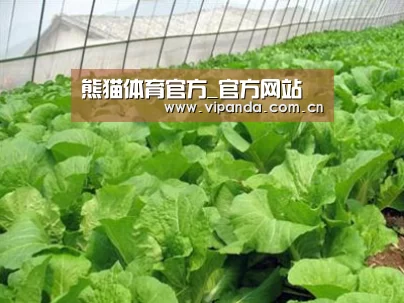 种植基地一