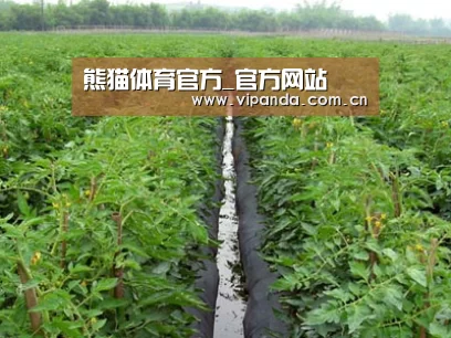 种植基地三