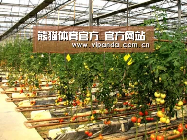 种植基地二(图1)
