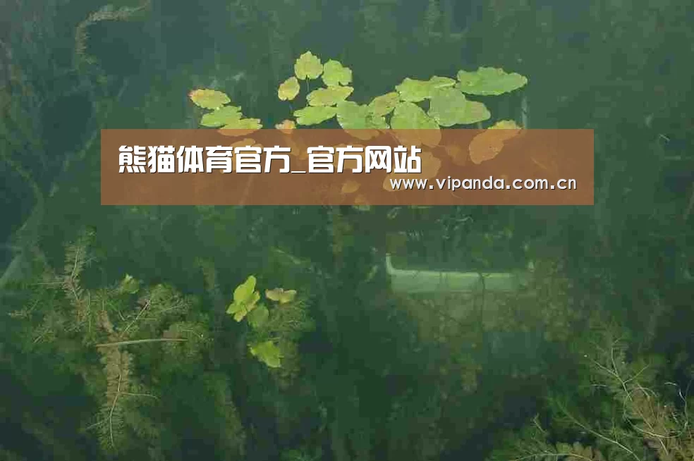 案例展示三